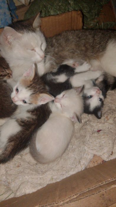 Отдам котят бесплатно