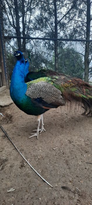 Pauni standard 2 ani de zile