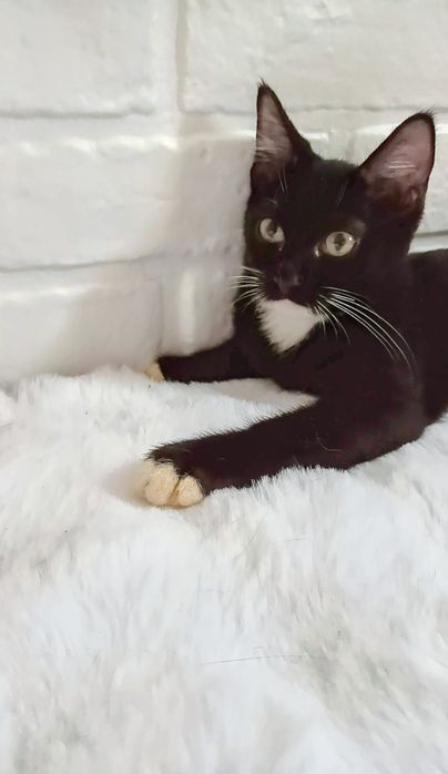 Котенок мальчик 4 мес в хорошие руки