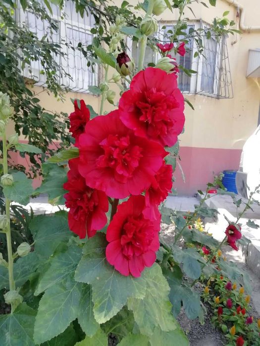 Мальва махровая, ирисы , дуб каштан, смородина, клубника