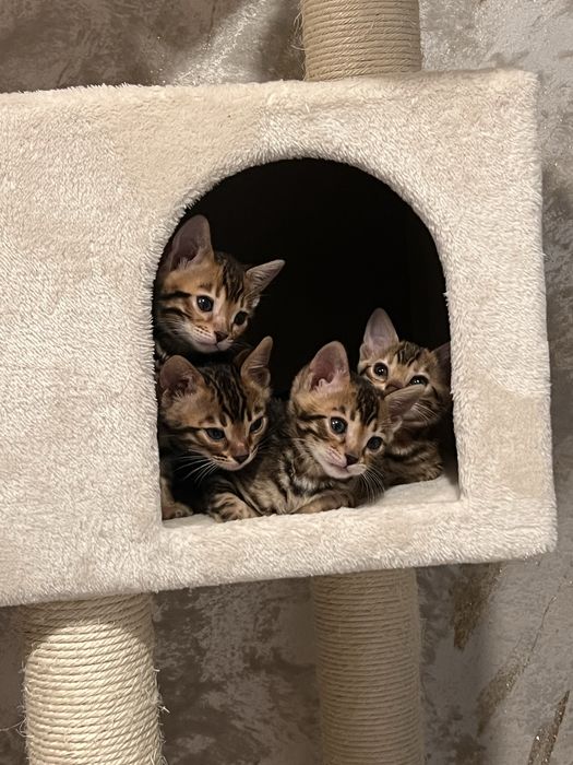 Pui de bengal , leoparzi in mibiatura , sintem in cautarea unei famili