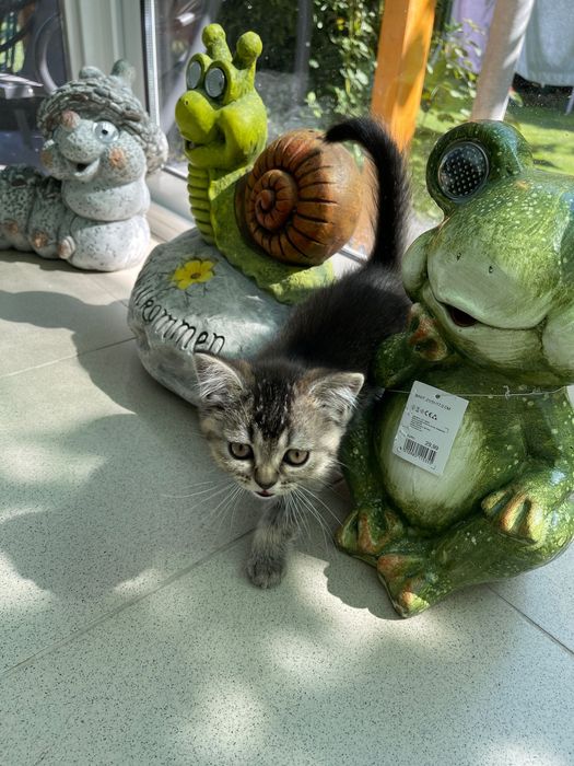 Британски котета