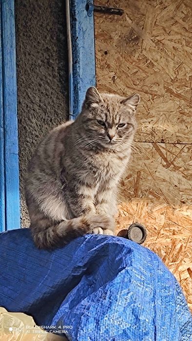 Отдам кошек и котов