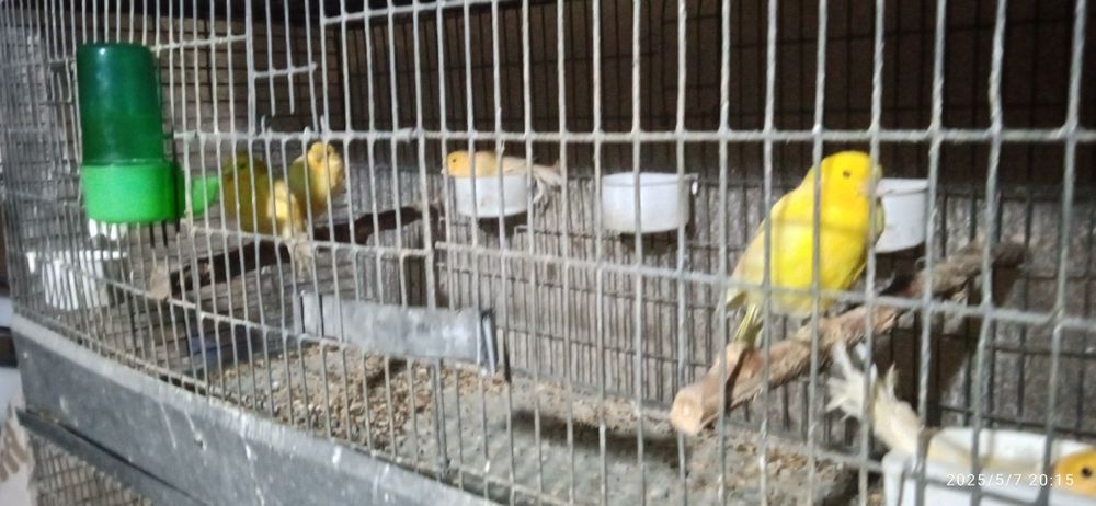 канарейки здоровые