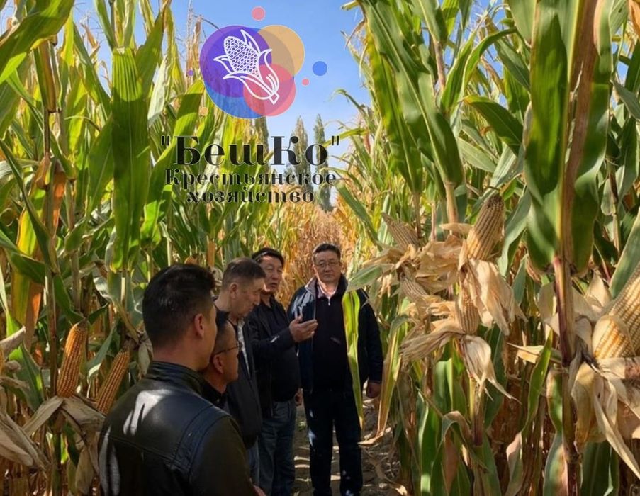 Жүгері, жүгері тұқымы, жүгері дәні