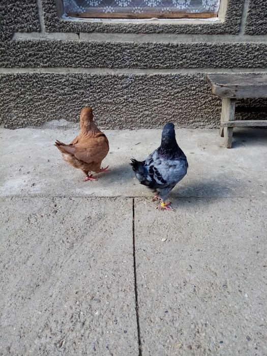 Porumbei King 2 perechi
