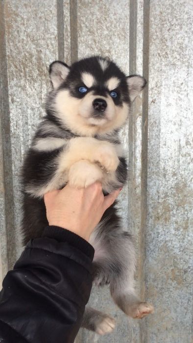 красотка хаски девочке 40 дней