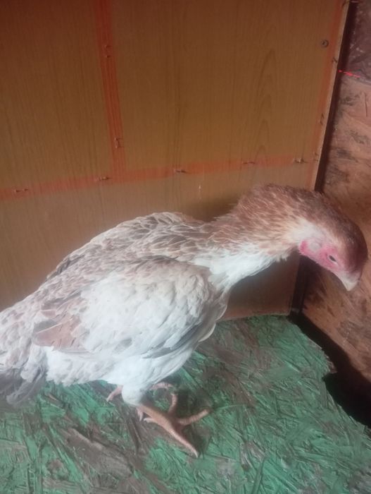 Продам срочно даканов