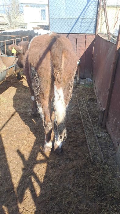 Две телки в продаже ,в хорошем состоянии , можно держать для улучшения