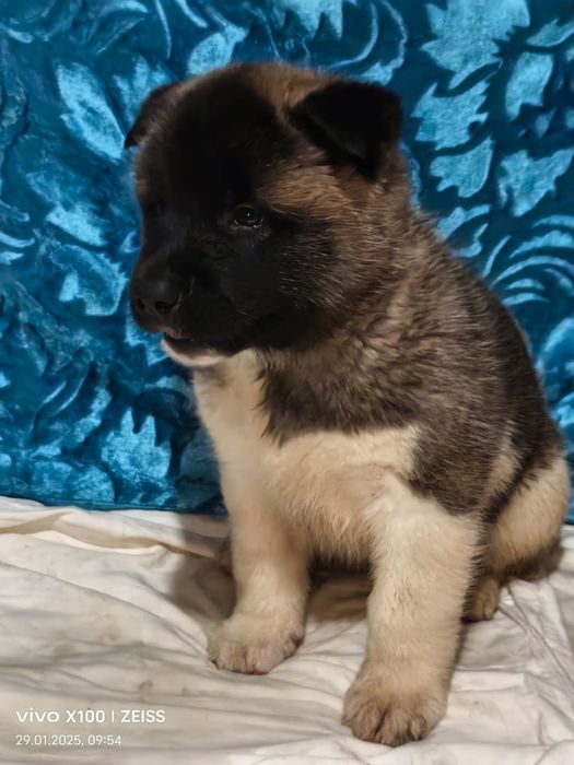 Очаровательные щенки акиты.