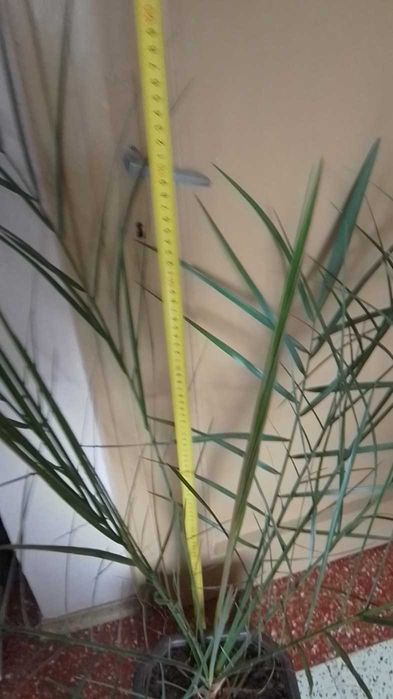 Палма - финикова