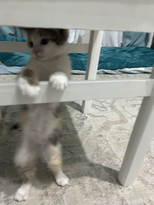 Пропала кошка, помогите найти