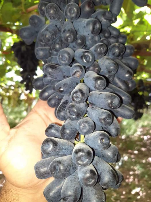 Аватар,хэлоин,маникиюр фингир,сугдиона кучатлари бор 10 000 ,70 000