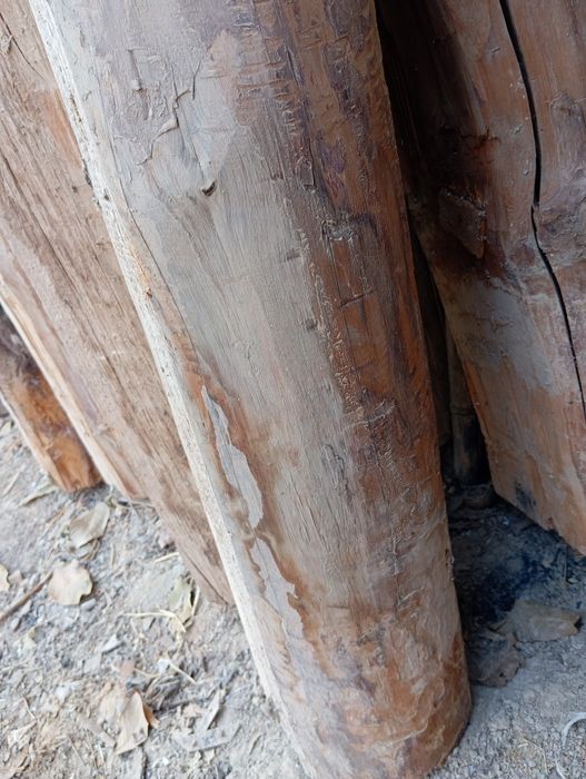 Toʻsin sasna daraxti