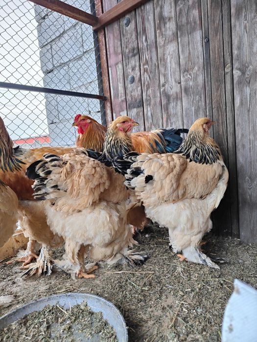 Барам тауықтарды сатамын