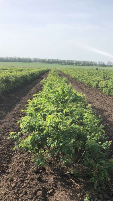 Trandafiri de dulceata din Bulgaria, varsta 2 sezoane pepiniera +Bonus