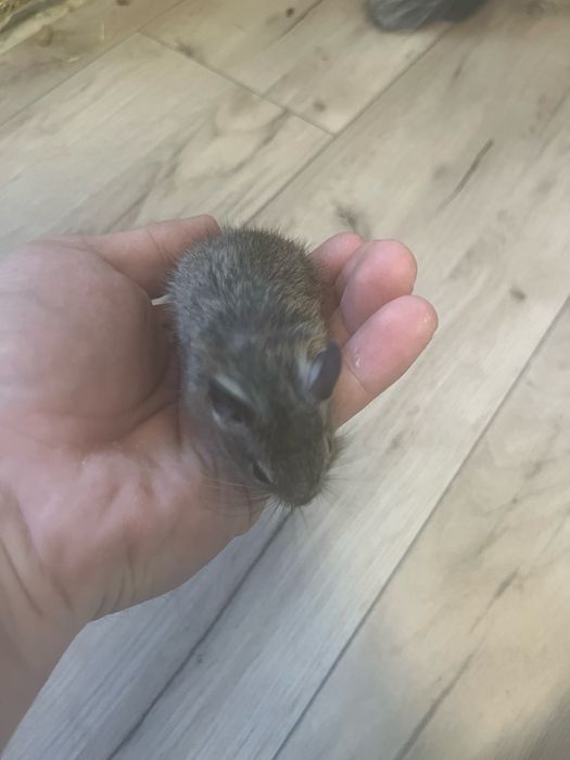 Pui veverita Degu 1 luna
