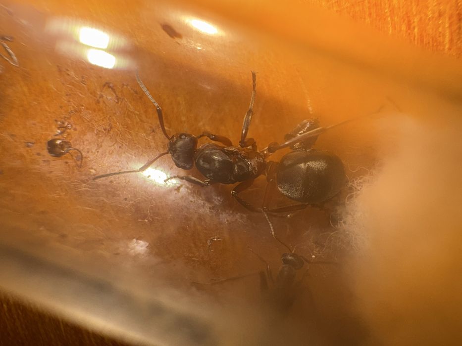 Муравьи Formica polyctena
