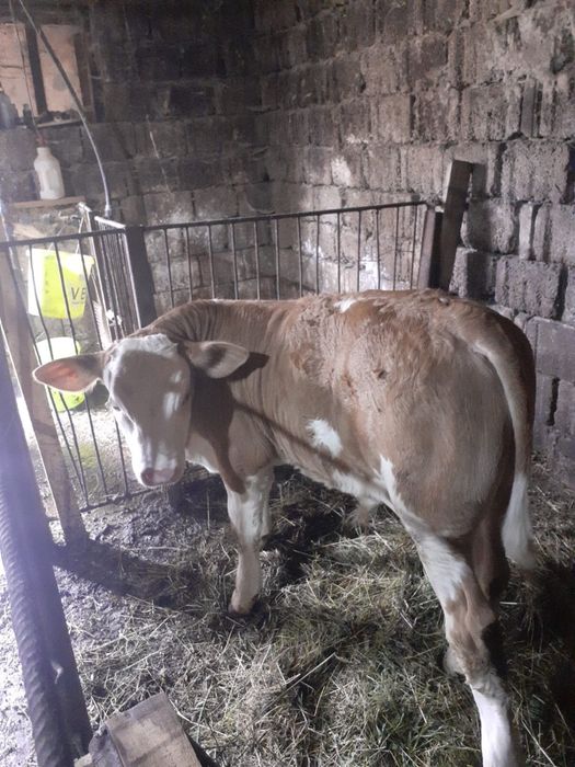 Vând vițel bălțat