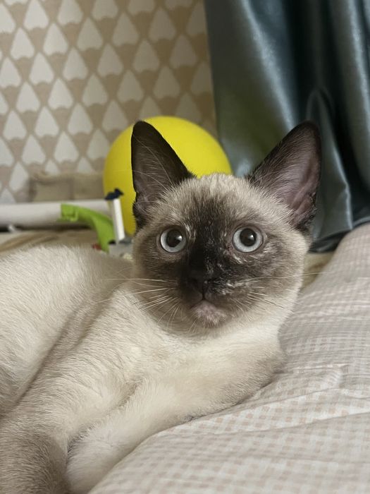 Отдам в хорошие руки