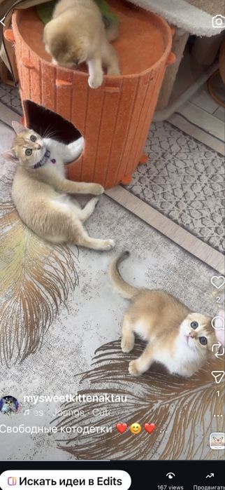 Продам шиншиллок шоу класса