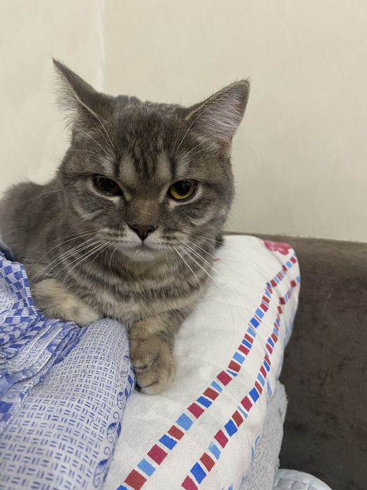 Отдам в добрый руки кошку