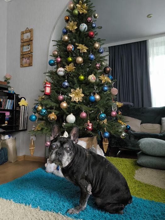 Передержка Вашего любимца, как дома!