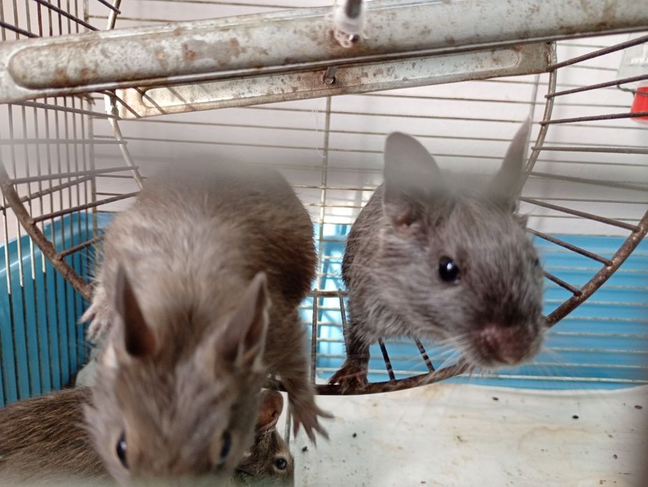 Donez Pui veveriță Degu, nu sunt hamsteri- Brasov