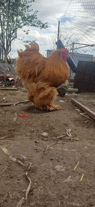 Cocoș cochinchina uriaș