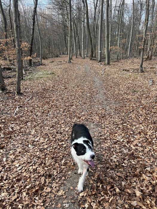 Ofer spre adoptie metis de Amstaff