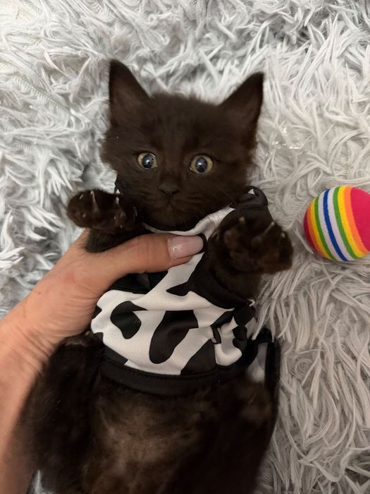Сладкие котята ищут дом