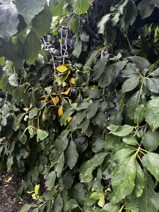 Prune pentru tuica si palinca