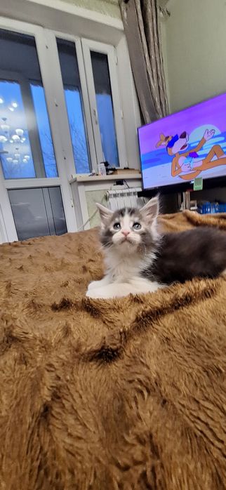 Котята   мейн-кун