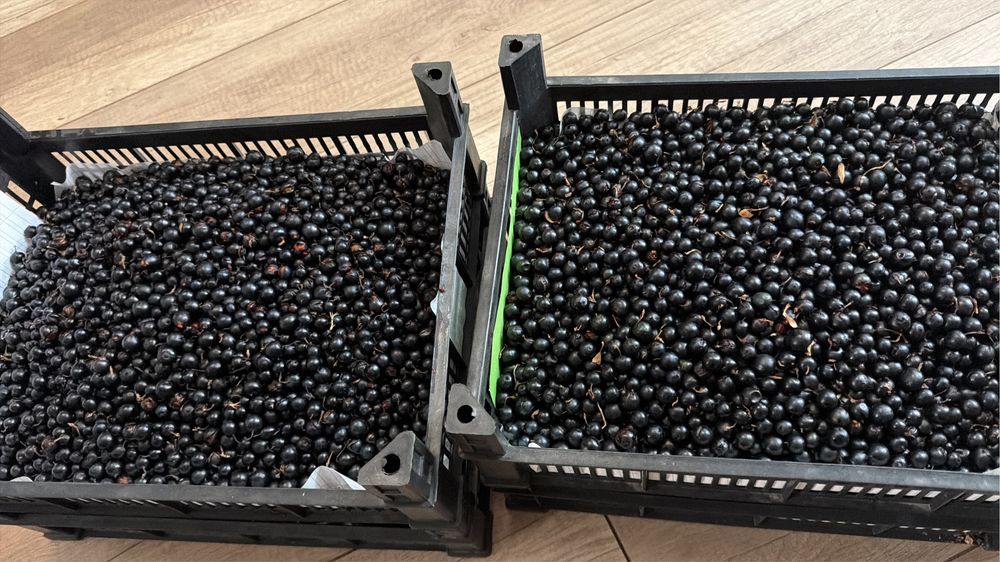Продам Смородина чистая крупная .