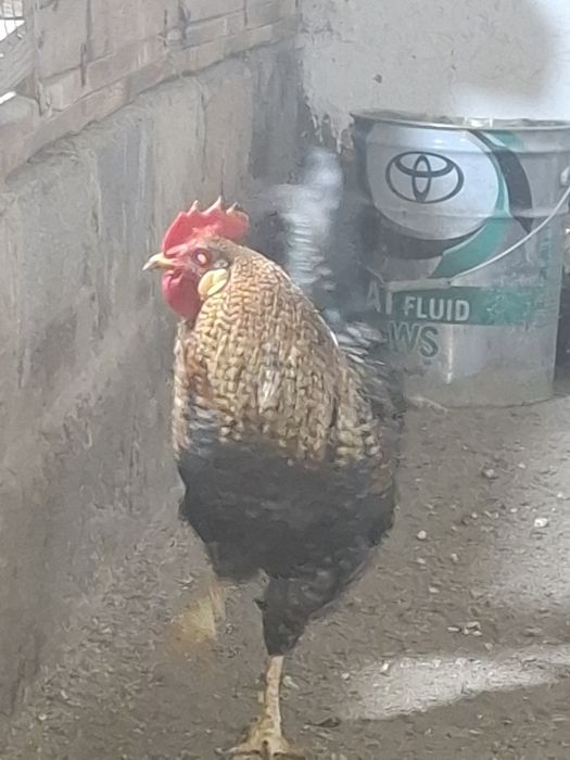 Продам  куры домашние