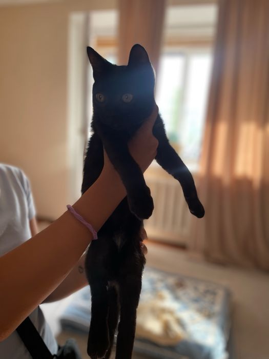 Котик черный 4-5 месяцев, мальчик