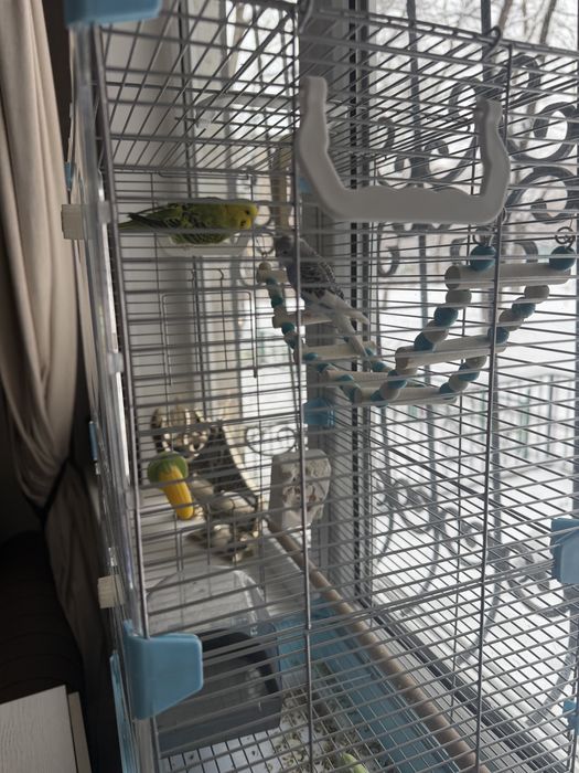 Продам  2 попугая с клеткой