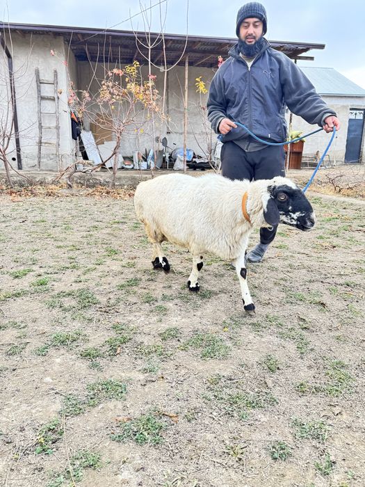 Кучкор билан мода барра сотилади