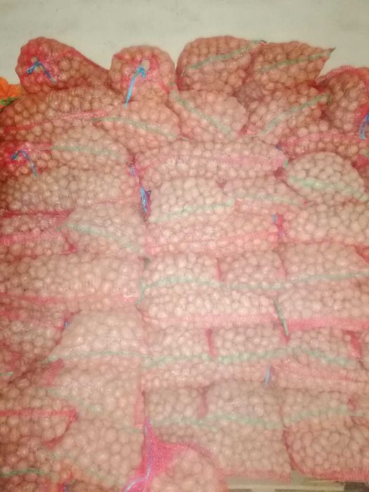 Cartofi  consum-samanta si pentru animale