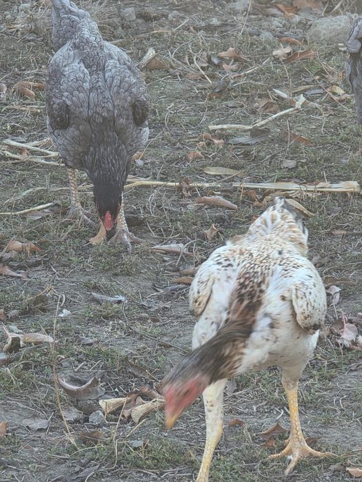 Куланги товуклар сотилади манзил Жондор