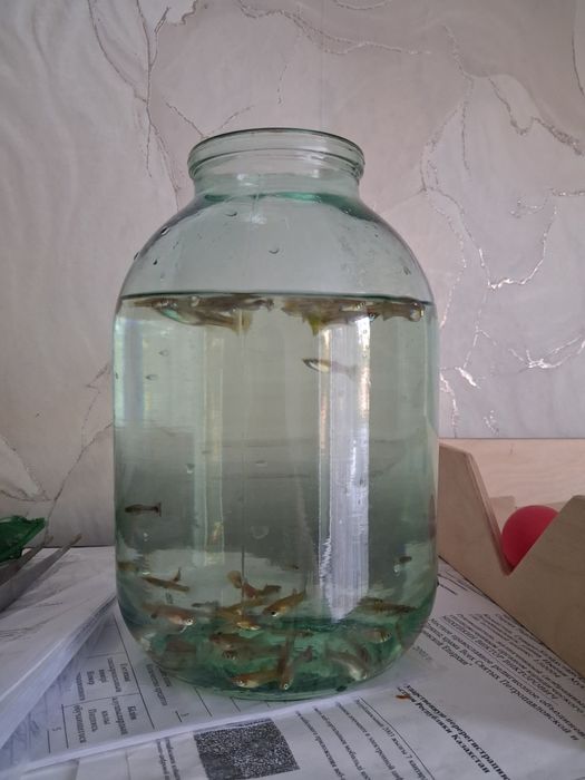 Продам гуппи молодняк не дорого