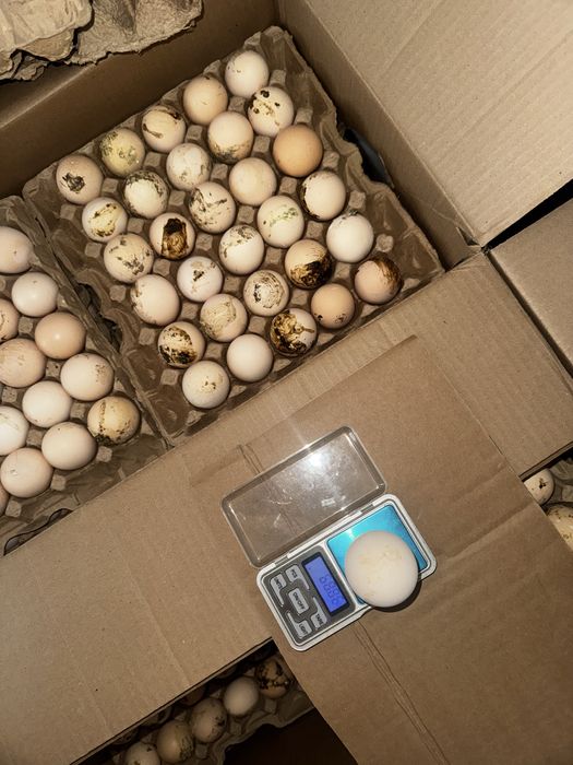 Инкубационный яйца бройлер Кобб