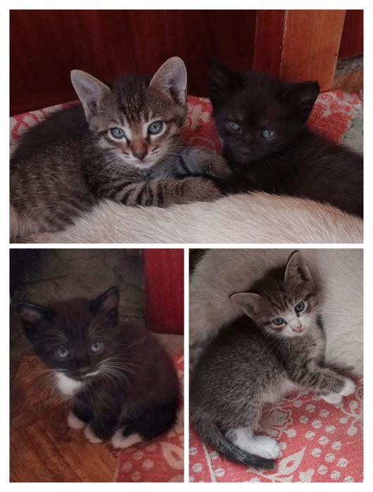 Котята в добрые руки