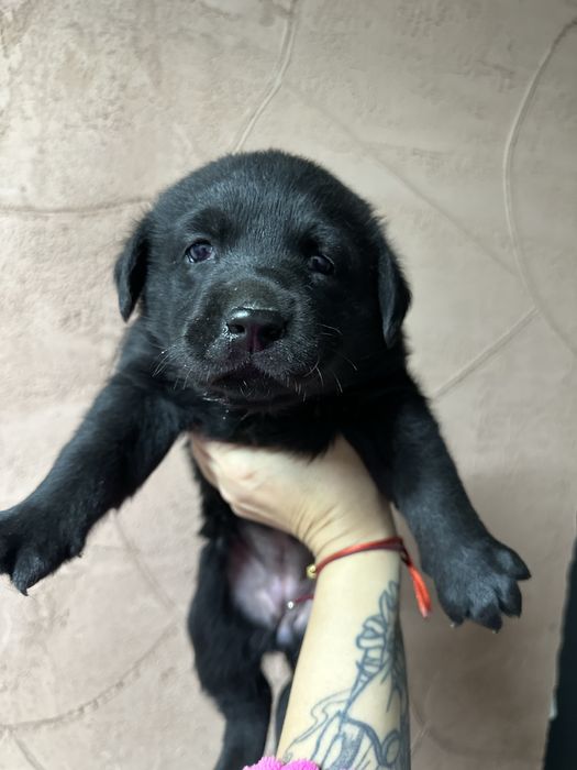 Щенки Лабрадоров