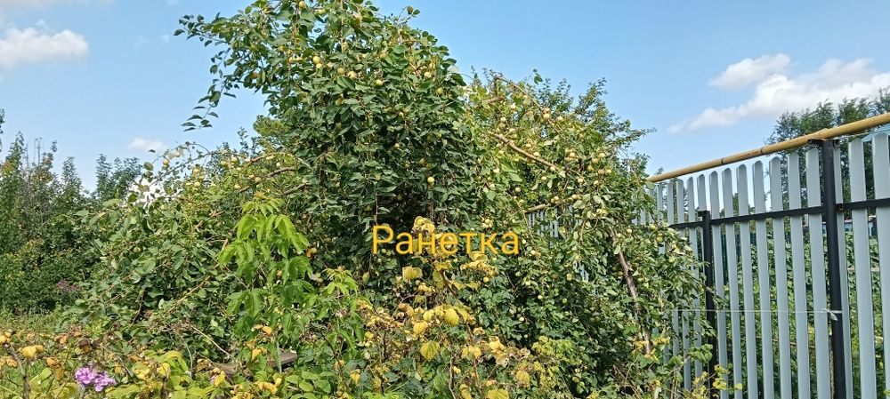 Продам дачу в хорошем состоянии.