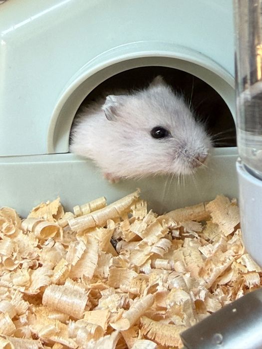Hamster pitic siberian