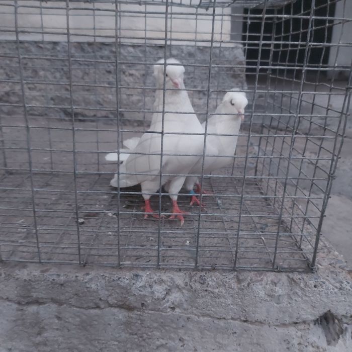 Бели чубати бровястые пара гатовый
