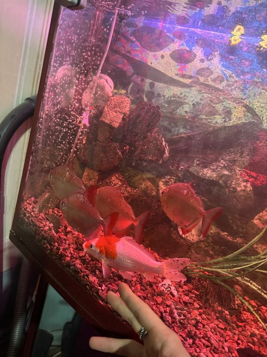 Рыбки аквариумные. Мирные Рыбы доллар, золотые для аквариума разные