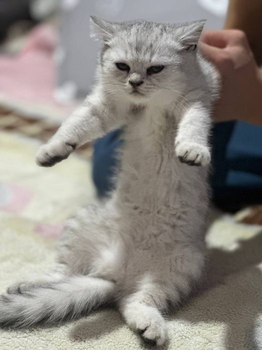 Britanskiy shinshilla va Britanskiy skottish strayt
31-mayda tug’ilgan