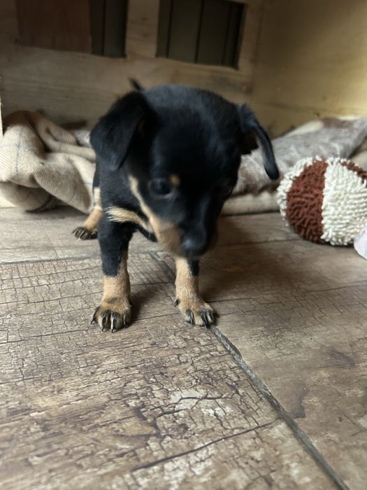 Мини пинчер мъжко и женско